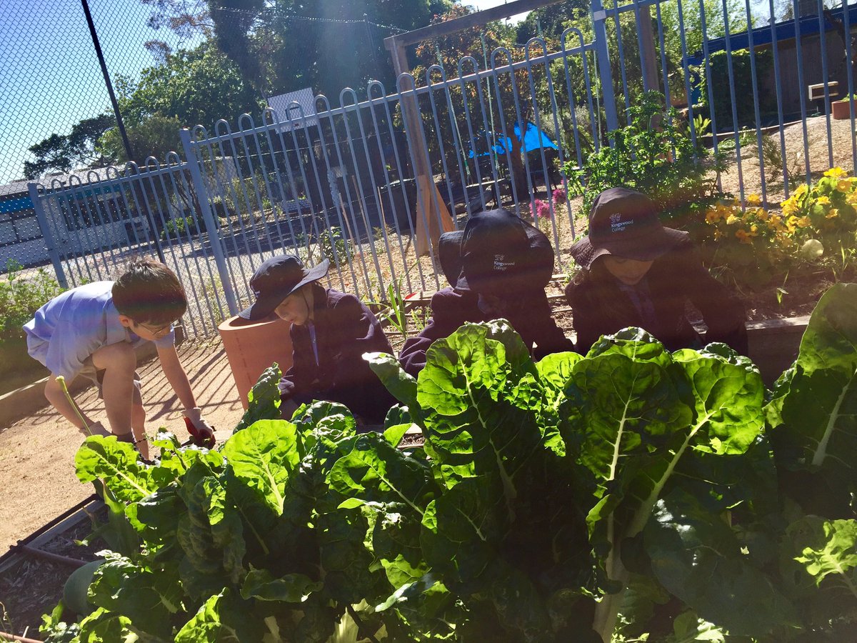 Kingswood1890's tweet photo. Year 3 students spending time in the Stephanie Alexander Kitchen Garden @GrowCookEat this morning weeding and planting #SAKGP #pyp https://t.co/90COyQvgC0