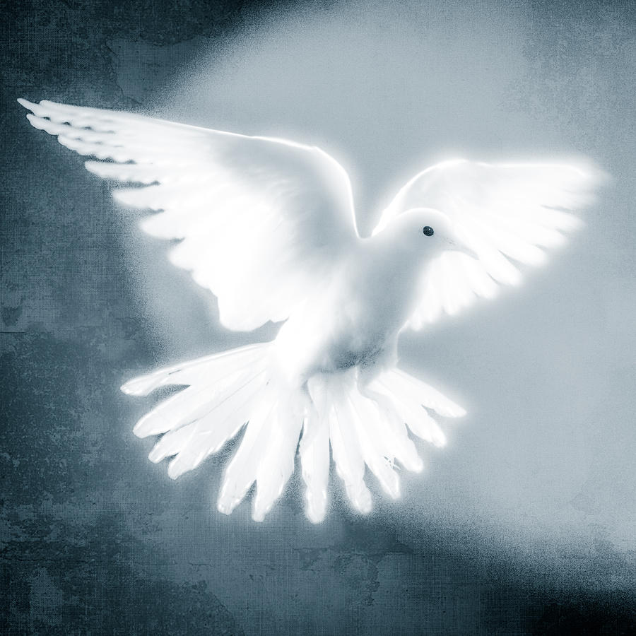 YoPedro's tweet photo. Dove In Flight Blue by YoPedro #doves #birds #trainedanimals
https://t.co/AGDhqrkMyE https://t.co/kgIl03l2cy