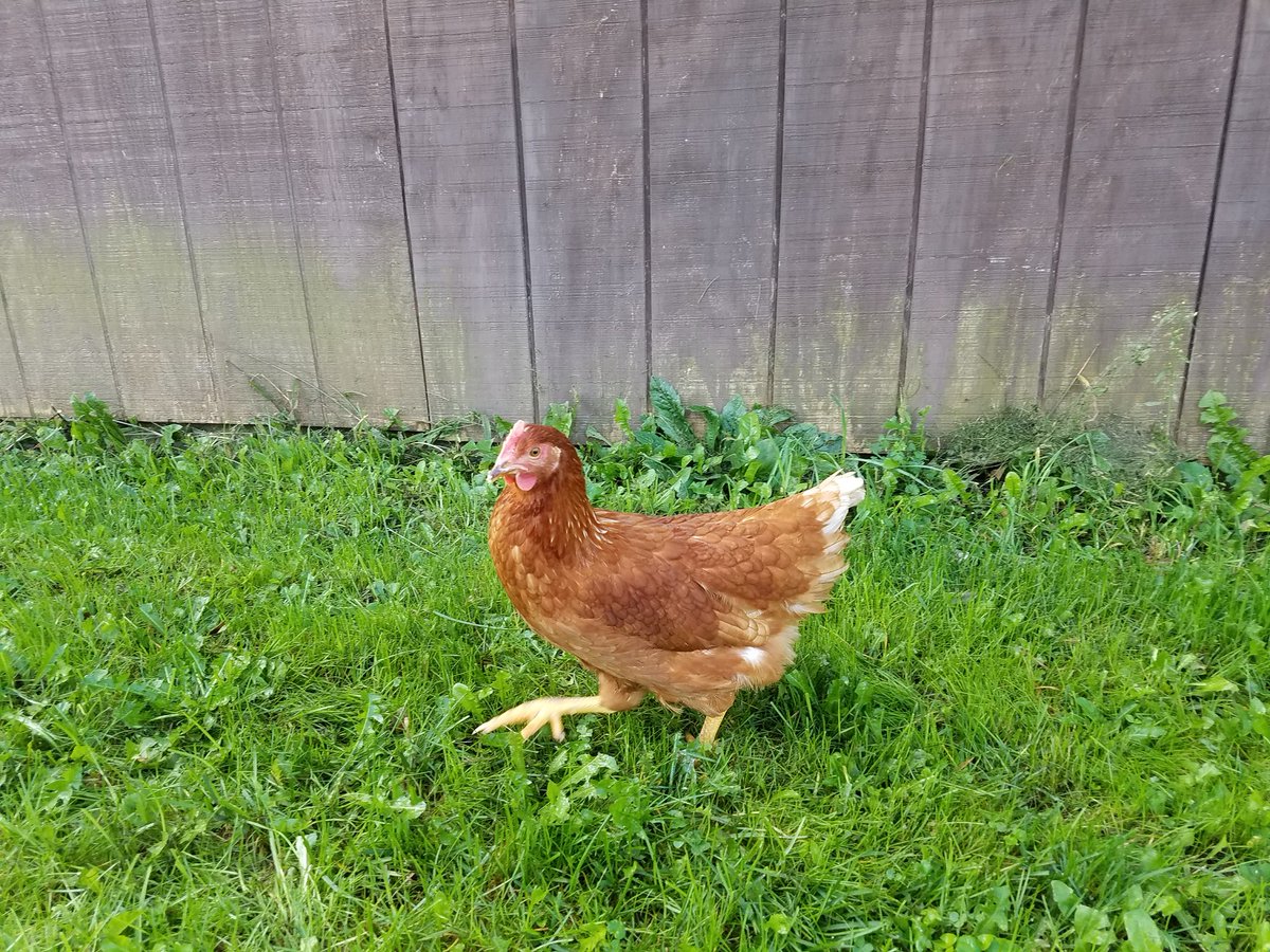 One of our Golden Buffs. They should start laying any day now. Can't wait for those daily fresh eggs.  #backyardchicken