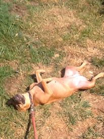 My dog has a very hard time containing her excitement. Here she is being over exuberant over a new ball and a walk #Dog #Pitbull #CalmDown