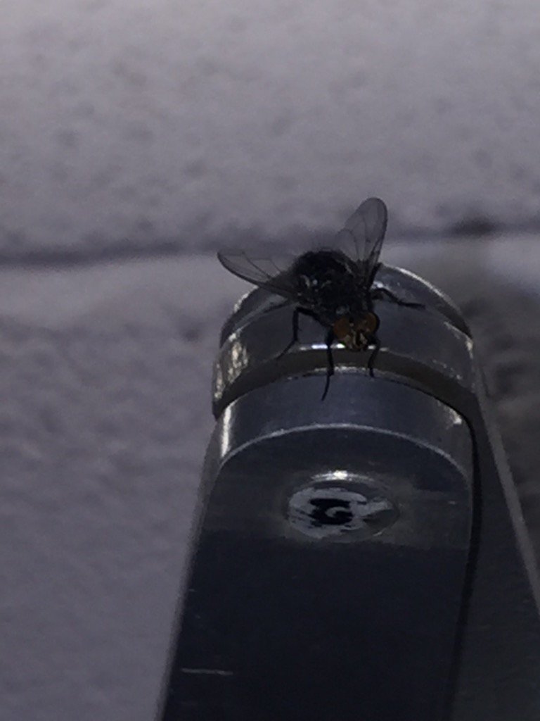 SpyMonkeySpy's tweet photo. Appropriately this fly came to say goodbye @RoyalDerngate to @Spymonkeycomedy #thecompletedeaths - til next time..... https://t.co/aKYY4kvJKb
