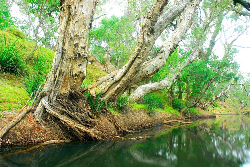 BushHeritageAus's tweet photo. 2007 Monjebup was added in WA https://t.co/KW1Bl0uMEF & Yourka https://t.co/lmjQGn2bQ1 in far north qld #stepbystep #bringingbackthebush https://t.co/fngE5ZMHe0