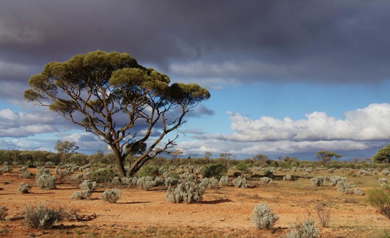 BushHeritageAus's tweet photo. 2008 a former sheep property the size of Sydney, Bon Bon (SA) https://t.co/W7UB7PekRW was bought #stepbystep #bringingbackthebush https://t.co/3VkL0t8tA3