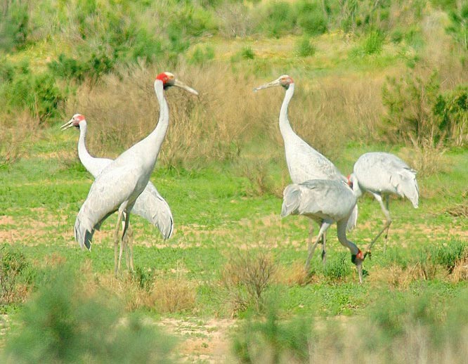 BushHeritageAus's tweet photo. 2008 saw us buy Edgbaston qld https://t.co/nQgsR7WEfh & protect critically endangered Red-fin Blue-eye #stepbystep #bringingbackthebush https://t.co/njKerBXaY9