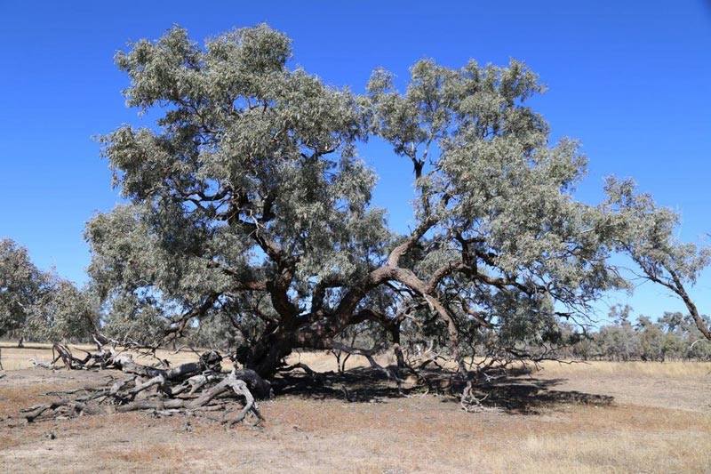 BushHeritageAus's tweet photo. 2012 Naree NSW https://t.co/jkqni0FkTa was bought, protecting important wetlands for birds #stepbystep #bringingbackthebush https://t.co/GkDqx7IzCi