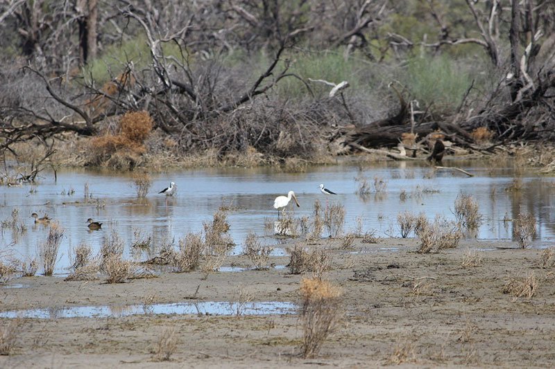 BushHeritageAus's tweet photo. 2012 Naree NSW https://t.co/jkqni0FkTa was bought, protecting important wetlands for birds #stepbystep #bringingbackthebush https://t.co/GkDqx7IzCi
