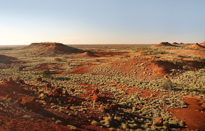 BushHeritageAus's tweet photo. In 2016 habitat of the last known Night Parrot population was protected https://t.co/yBWVFZGJIS #stepbystep #bringingbackthebush https://t.co/z1wAtOow4A
