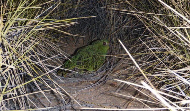 BushHeritageAus's tweet photo. In 2016 habitat of the last known Night Parrot population was protected https://t.co/yBWVFZGJIS #stepbystep #bringingbackthebush https://t.co/z1wAtOow4A