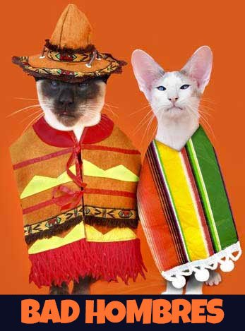 skeezixthecat's tweet photo. My Bad Hombres.... https://t.co/KfXvhWHQtP