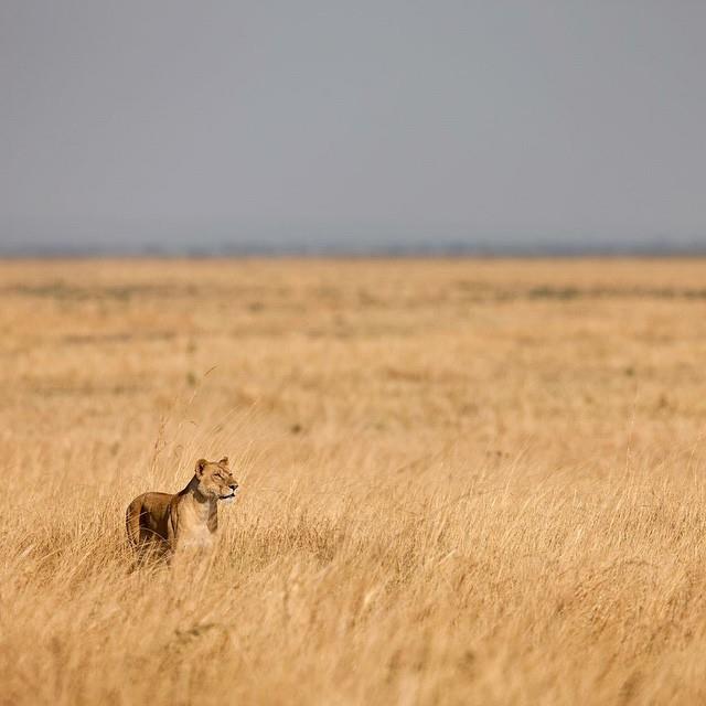 Wild_Nature_Pic's tweet photo. #wildlife #wildlifephotography #wildlifehabitat #travel #travelling #wild #nature #naturalbeauty #lovenature https://t.co/bxEoLc6VwO