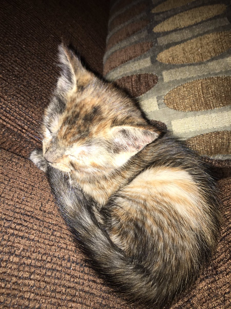 _dww__'s tweet photo. he blends in with the couch😍😍😍 https://t.co/qRvi3o2jKf