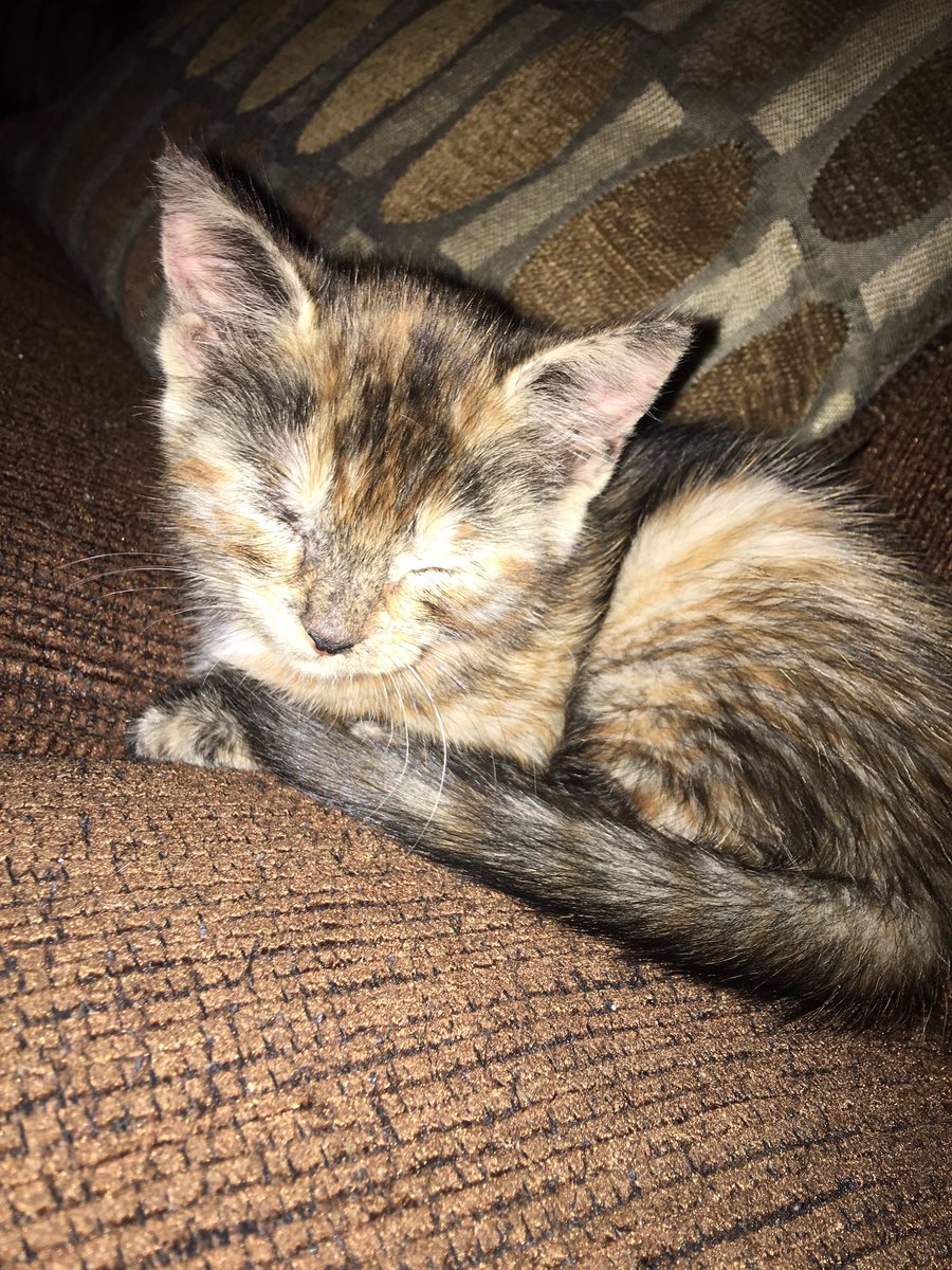 _dww__'s tweet photo. he blends in with the couch😍😍😍 https://t.co/qRvi3o2jKf