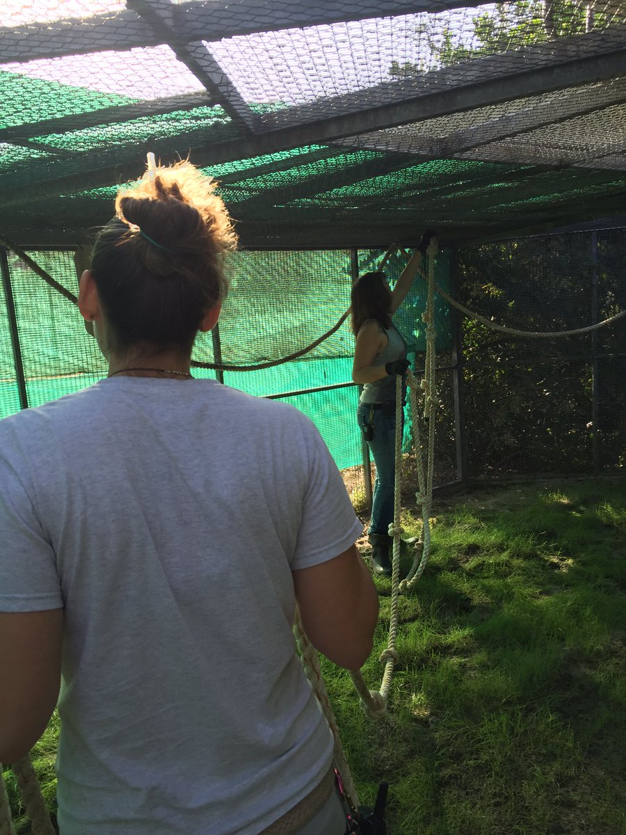 BatConservancy's tweet photo. Bleached the ropes to make sure everything's nice and pretty for #batfest2016 https://t.co/71lzpaDO3s