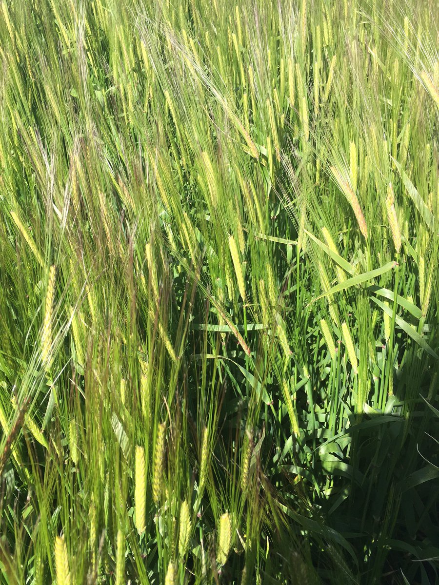 DaxSimone's tweet photo. Cracking paddock of Westminster, Maroona Vic. 600 head count per m2, 30 grains per held #bumper #giavct2016 #thattestedmycountingskills https://t.co/aw5a8fbH3j