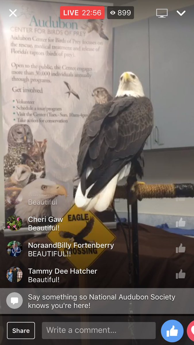 preetalina's tweet photo. Hiding under my covers with this majestic Bald Eagle tonight.
#EagleNight instead of #DebateNight
https://t.co/gGpJi91GzR https://t.co/g33qGh5QDZ
