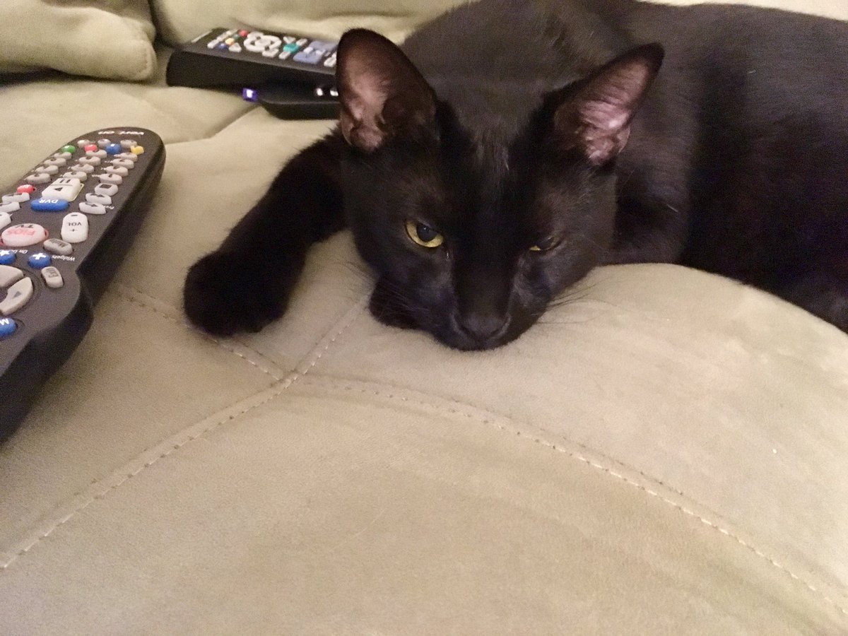 vanessajdiaz's tweet photo. My cat giving side eye watching debate (note: trump was speaking when pic taken) #catswatchdebate #kittysideeye #trump #debatenight https://t.co/2ahvcpvQhK