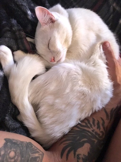 My sleepy little baby 🐱💤 https://t.co/FLvrQtqJyY<a href="/tag/masturbationmonday"class="tags"><span>#masturbationmonday</span></a><a href="/tag/tanlines"class="tags"><span>#tanlines</span></a>