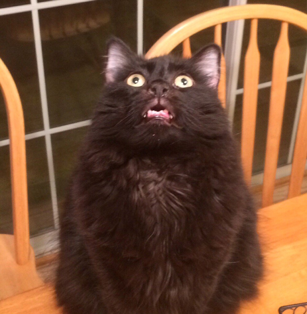 SeekaDesigns's tweet photo. Watching #debatenight like:                    #bigly #wrong #cats https://t.co/SUZqqfNm6r