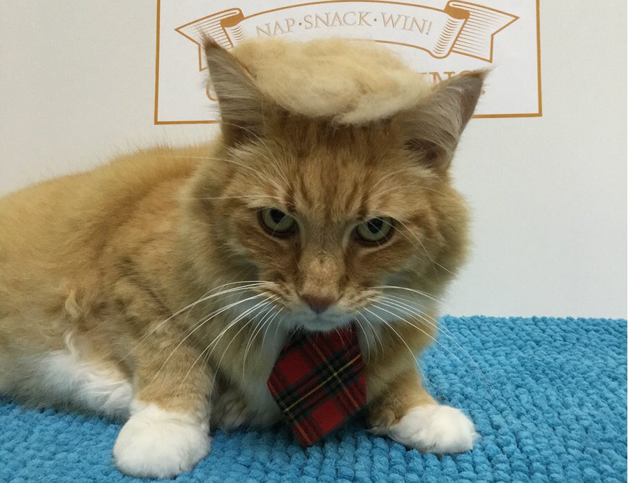 officecatboss's tweet photo. I do not like people stealing my fur brushings then thinking they can run for President. #debatenight https://t.co/ZD6sFiUbuU