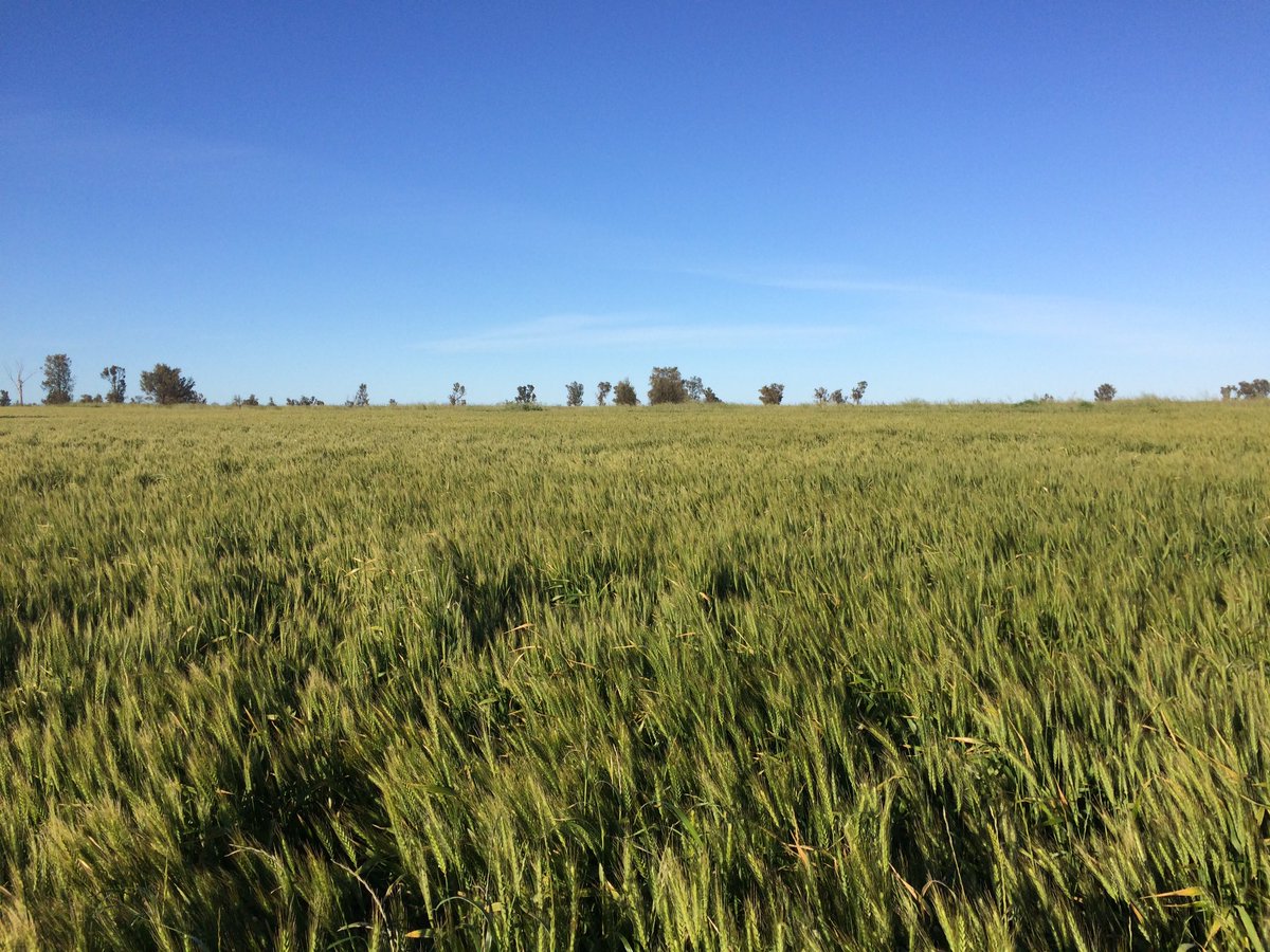 pearsons_ag tweet media