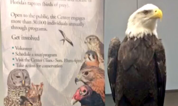 preetalina's tweet photo. @thecultureofme @JasonWardNY Speaking of which, how about #EagleNight? https://t.co/xAgwRhbj2L https://t.co/yKpLJdFHPN