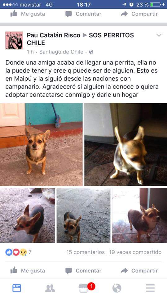 Chihuahua perdida #Maipu RT! <a href="/Chilena9772/">Sita Marce</a> <a href="/Hogar_moka/">Hogar_ Moka</a> <a href="/RTsosAnimal/">RT SOS ANIMAL BPA</a> <a href="/SOSMascotasChl/">SOSMascotasChile</a> <a href="/busca_tuperro/">Busca tu perro</a> <a href="/BuscoAmiPerroCL/">BuscoAmiPerro</a>