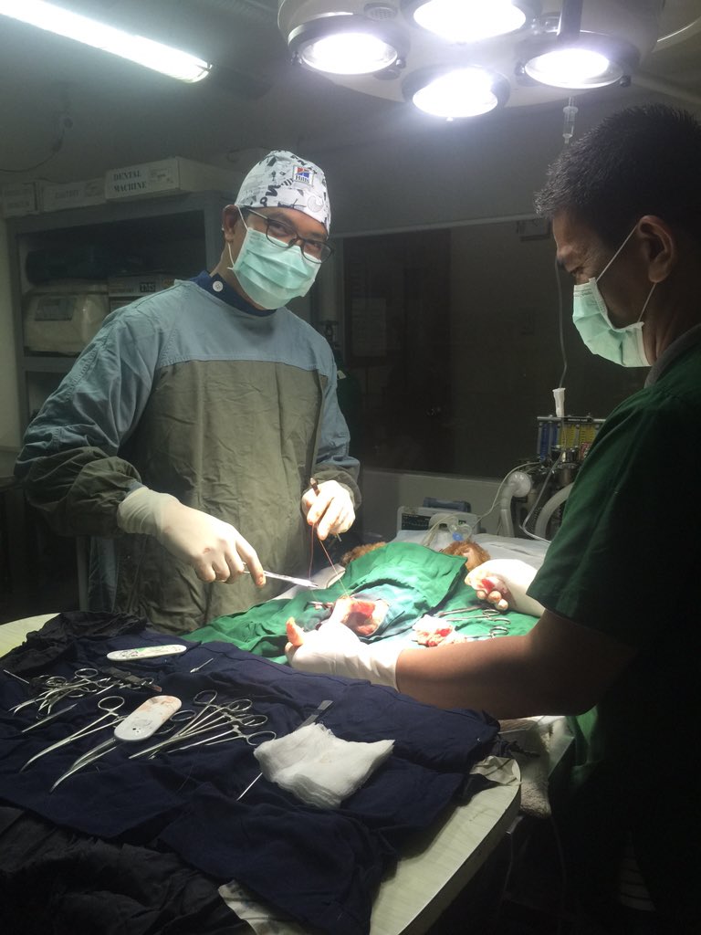 NielsenDonato's tweet photo. Thank you #hills #wsava2016 for my fancy surgical cap. https://t.co/SEpRGThhiH