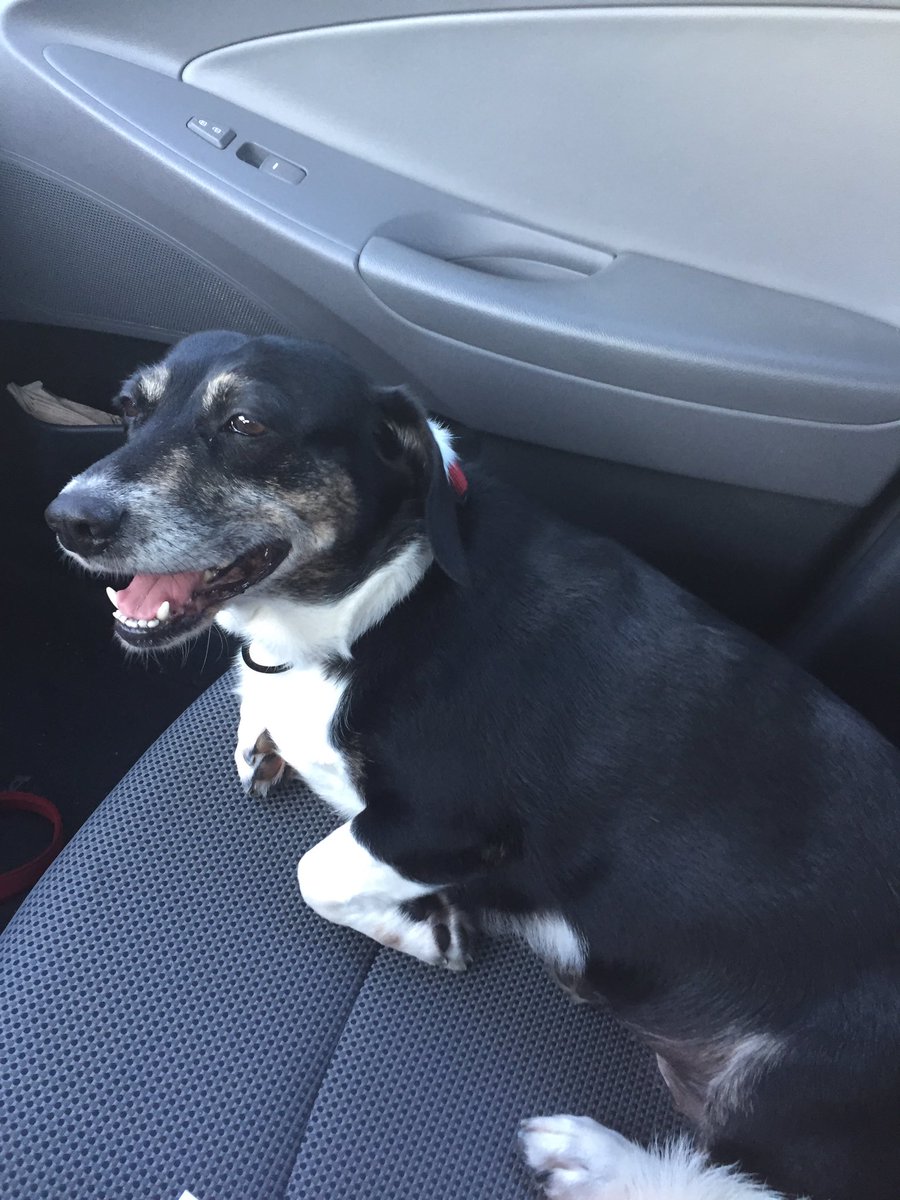 SmithGES's tweet photo. Mildred for President! #Mildred2016 #debatenight #dogsoftwitter https://t.co/acHHhJ1F01