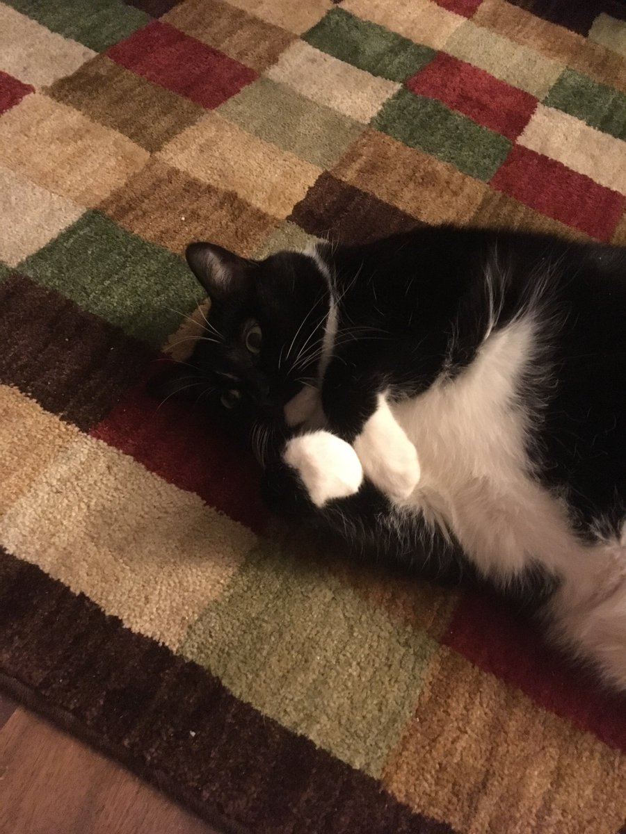 corpuslibris's tweet image. Whisper&apos;s response to this #debate: a very cute fetal curl... #counterprogramming