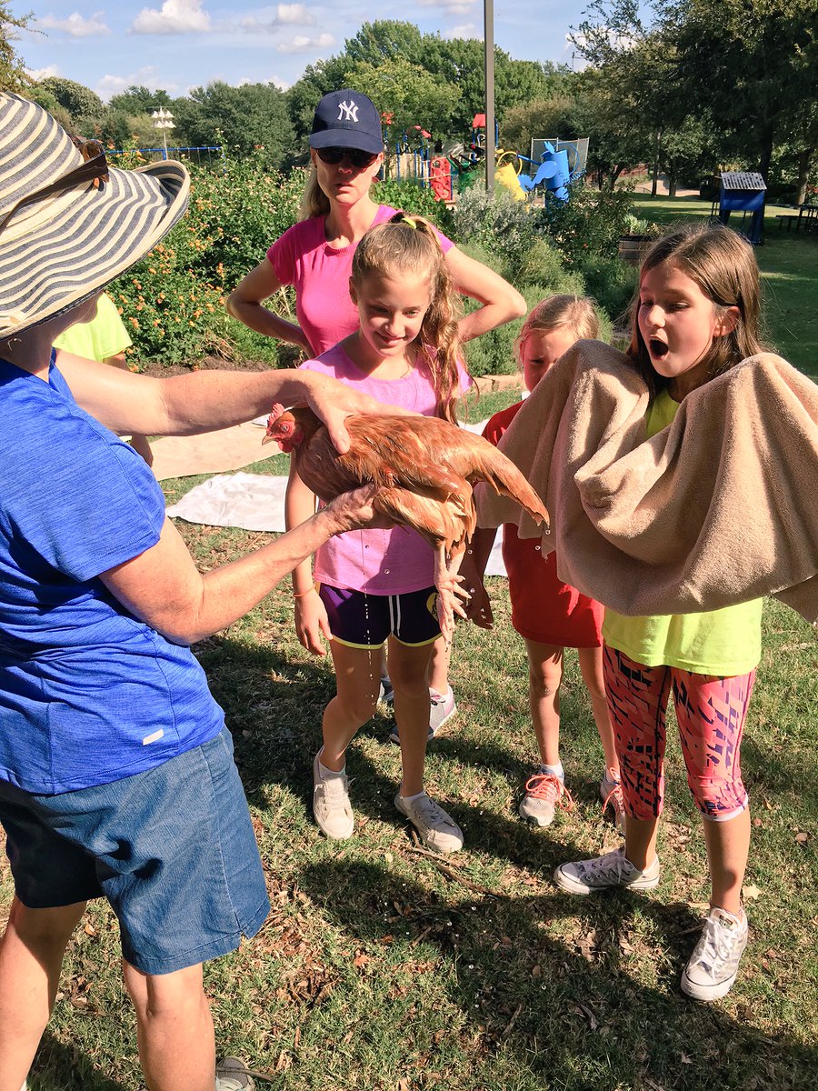 TheMHFarm's tweet photo. Proud to take 7 hens to #PoultryCompetition at the @StateFairOfTX #PoultrySpaTime @4H kids @RichardsonISD https://t.co/qEvX1tSzGQ