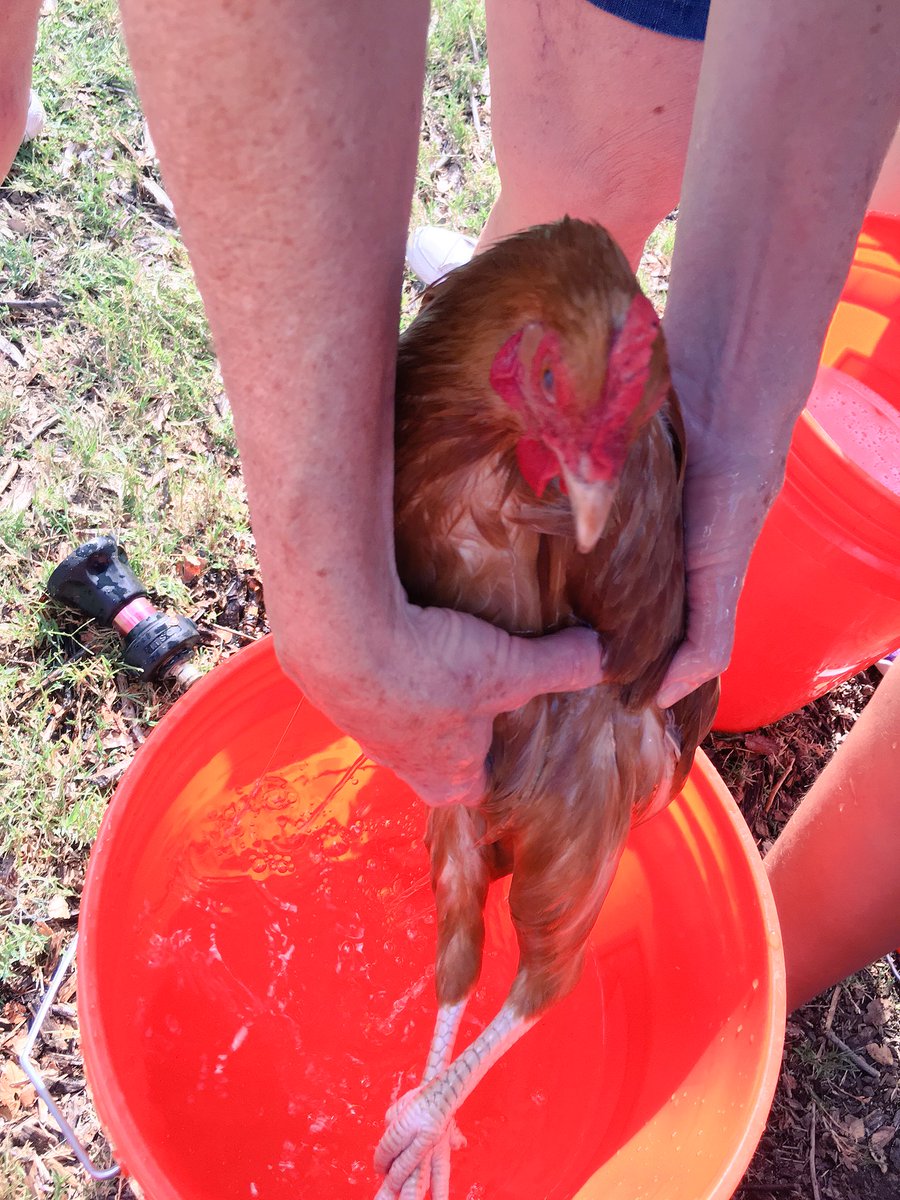 TheMHFarm's tweet photo. Proud to take 7 hens to #PoultryCompetition at the @StateFairOfTX #PoultrySpaTime @4H kids @RichardsonISD https://t.co/qEvX1tSzGQ