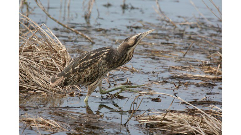 ruff_knights's tweet photo. We are fundraising for @BirdlifeOz Aus Bittern Project. Donations welcome!! #WATwitchathon https://t.co/sLB920jsvl
