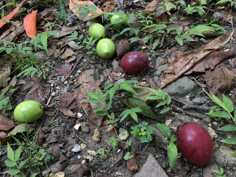 ひょっとしてマンゴー と思っても食べないで 沖縄で見かける有毒植物 オキナワキョウチクトウに要注意 全文表示 Jタウンネット