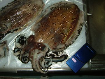 モンゴウ 紋甲 イカの釣り方と仕掛け 時期は
