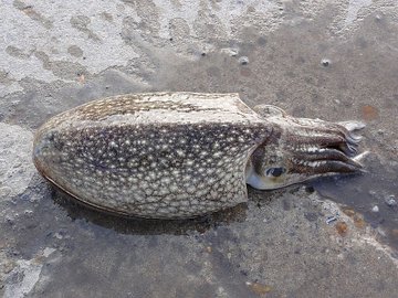 モンゴウ 紋甲 イカの釣り方と仕掛け 時期は