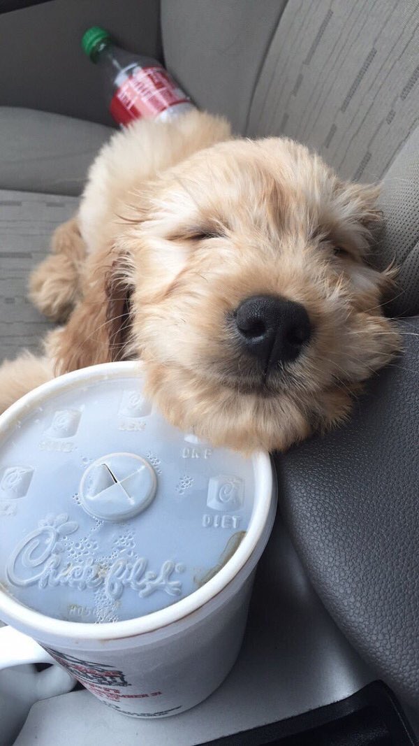 FitKibble's tweet image. When life is so good you smile in your sleep 😊😂 #puppylove #dogs #happy