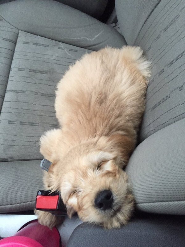 FitKibble's tweet image. When life is so good you smile in your sleep 😊😂 #puppylove #dogs #happy