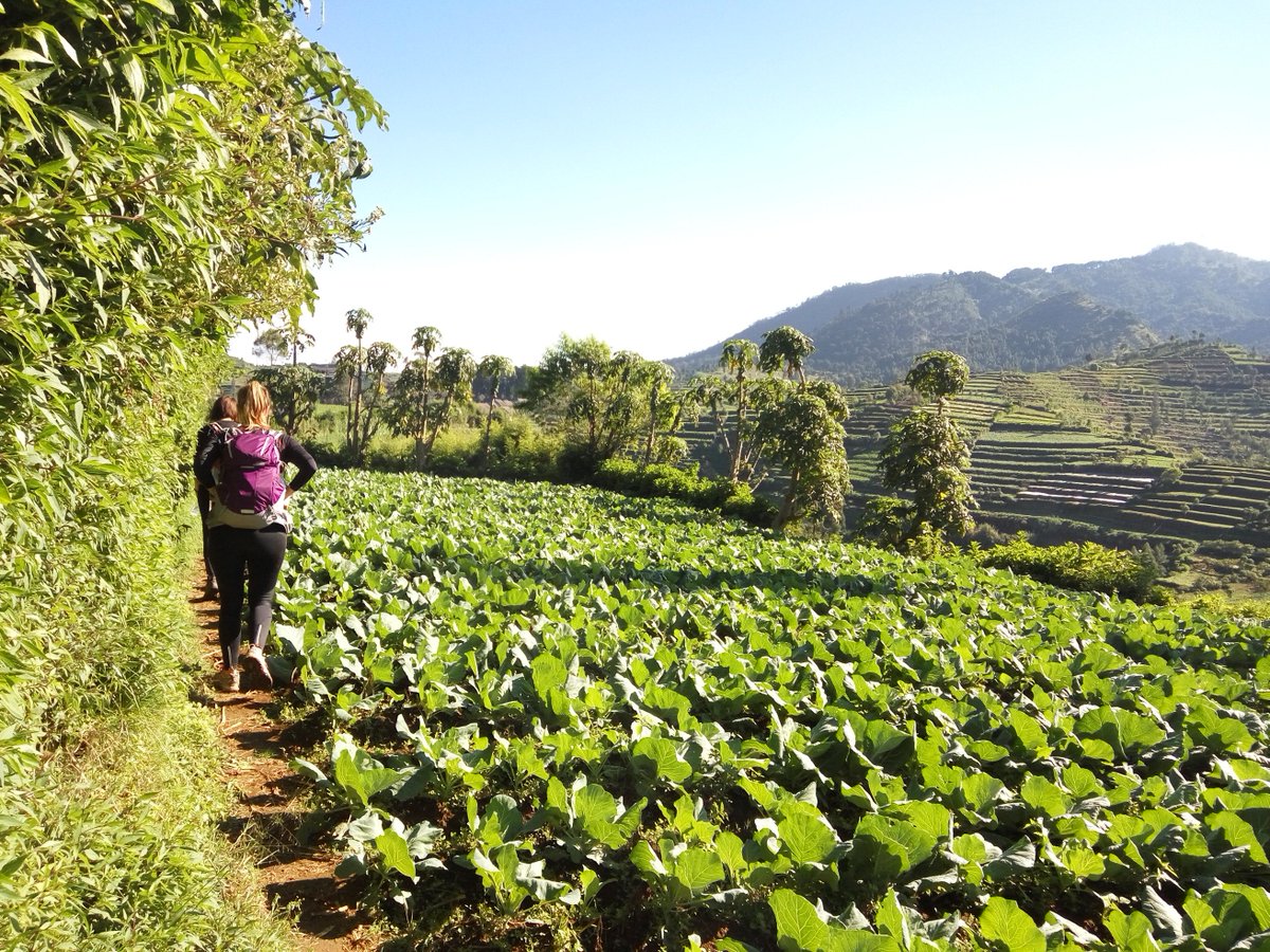agencevoyagejpt's tweet photo. pensando en #viajar a #Yogyakarta? #AgenciaLocal #agenciadeviajes #JavaParaTravel Notaras La Diferencia! #senderismo en Java #Turismo https://t.co/uCUaeyk5HH