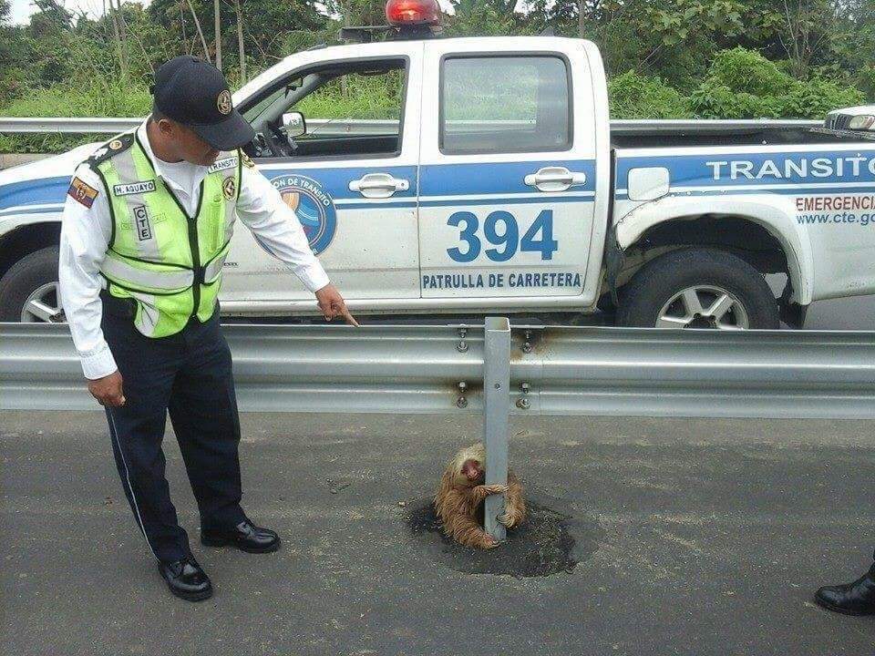 DeXxterious_'s tweet photo. This sloth tried crossing the street in ecudor thankfully with this man he was able to do that. #slothlivesmatter @FaZeBlaziken #SlothUp https://t.co/JzBF9n4d7J
