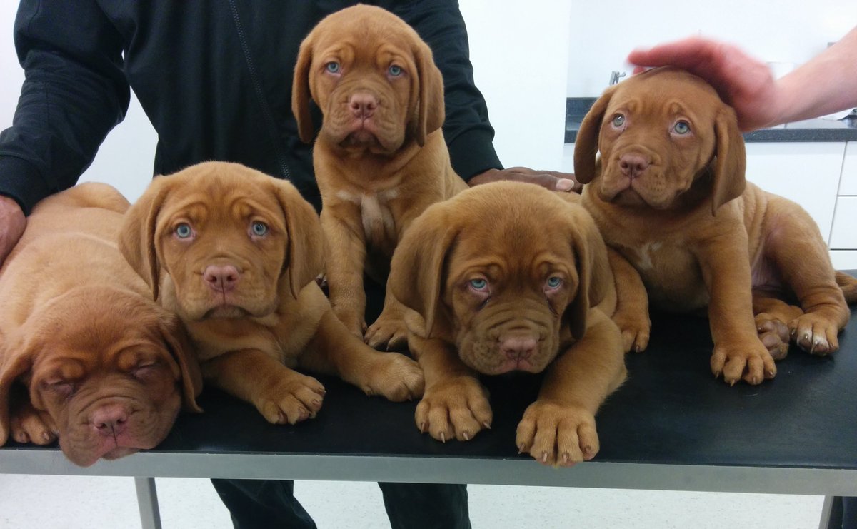 Vets Klinic tweet media