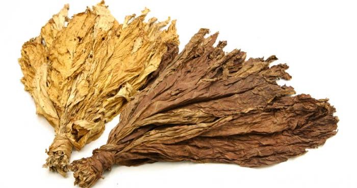ZimbabweFarming's tweet photo. 12 reasons why you should switch to farming tobacco? https://t.co/BqVHimAaSc https://t.co/OAYIZpyw5L