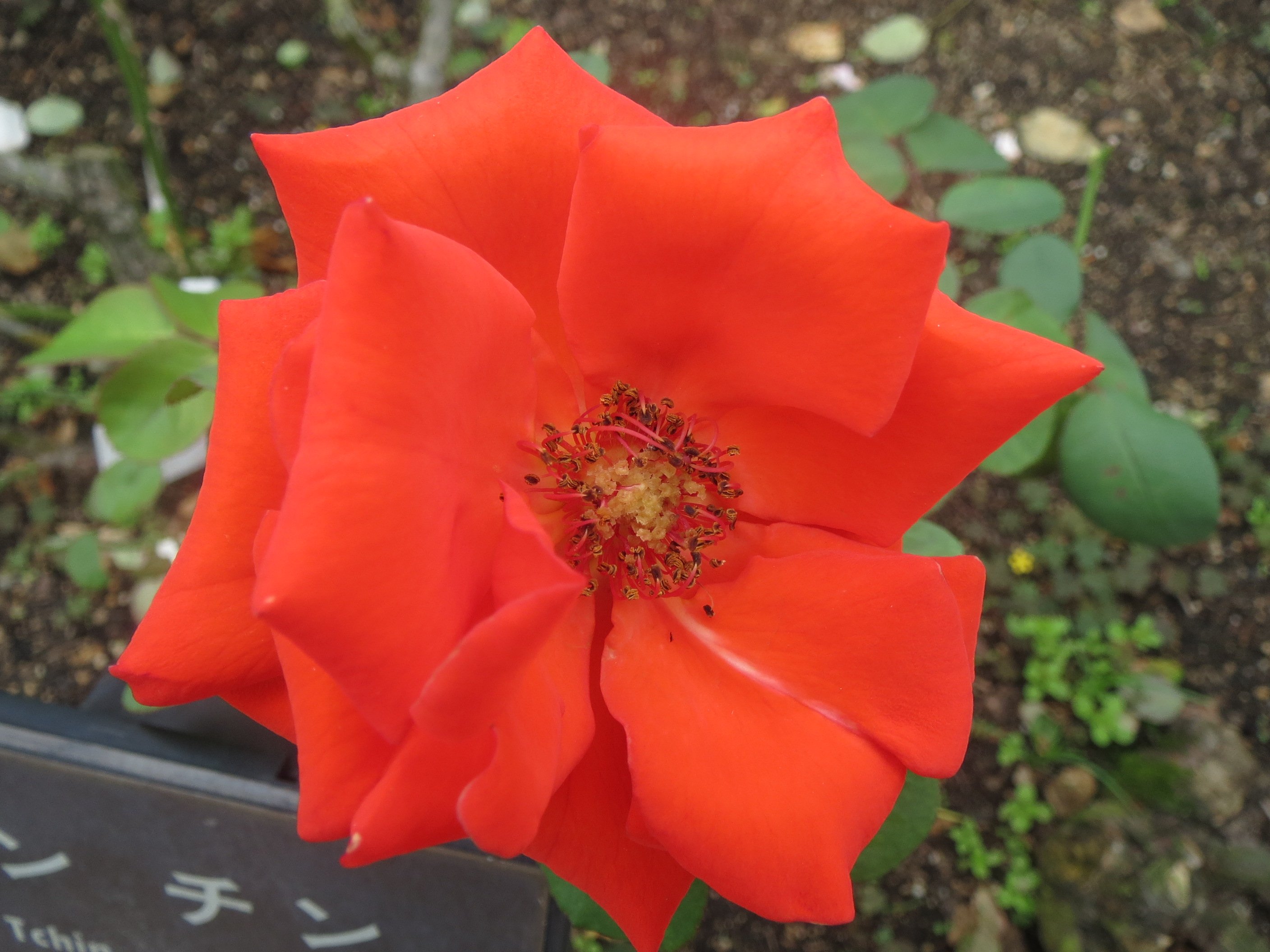 萬衛門 フランスの薔薇生産者ナンバー１ メイアンの チンチン です 赤いちんちんですね Lt Gt T Co 7ay0jmcr0c Twitter