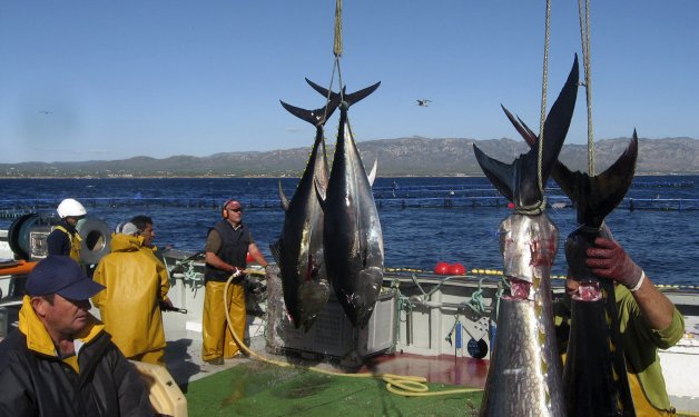 España negociará en próxima reunión #ICCAT más cuotas de pesca de atún rojo y bonito del norte para 2017 goo.gl/vhfpLS v <a href="/Efeagro/">Efeagro</a>