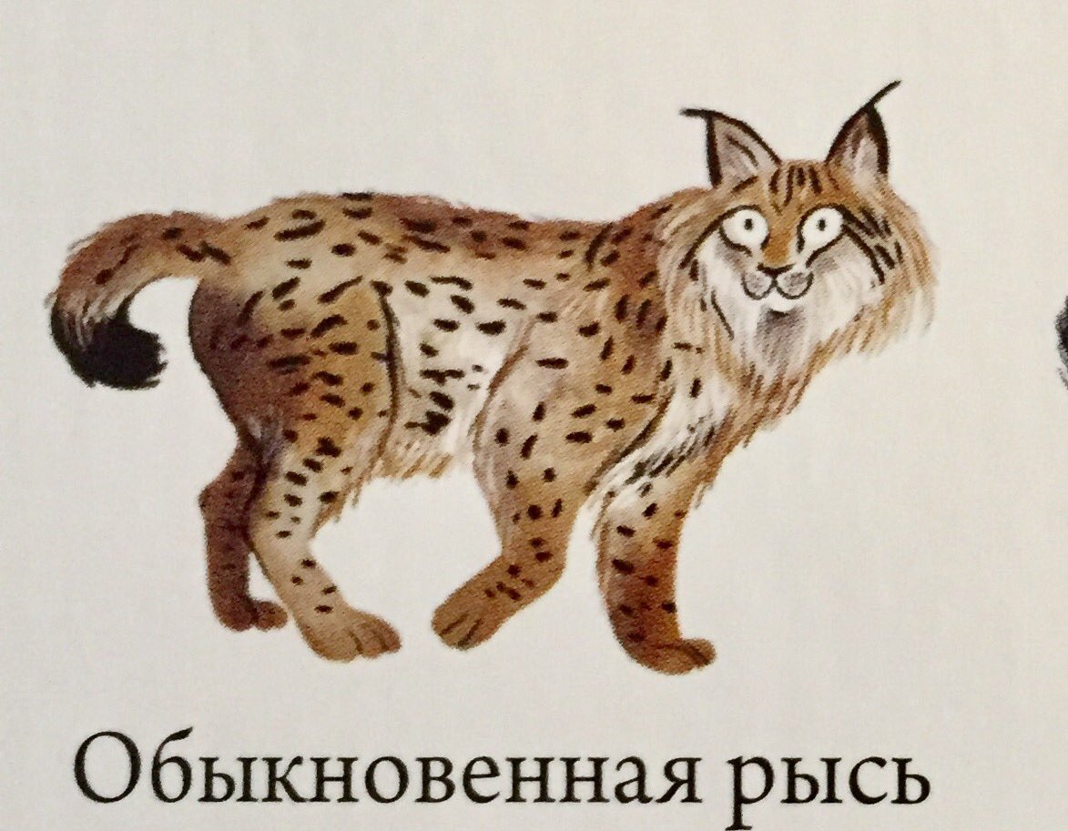 ロシアの絵本 カランダーシ ロシア絵本 動物図鑑1000 海 陸 空の生き物たちが大集合 ちゃんとした図鑑ですが 生き物たちの視線で遊んでる面白図鑑でもあります T Co Nsdf4mu6fk ロシア 動物 図鑑 T Co Vccpketd9g Twitter