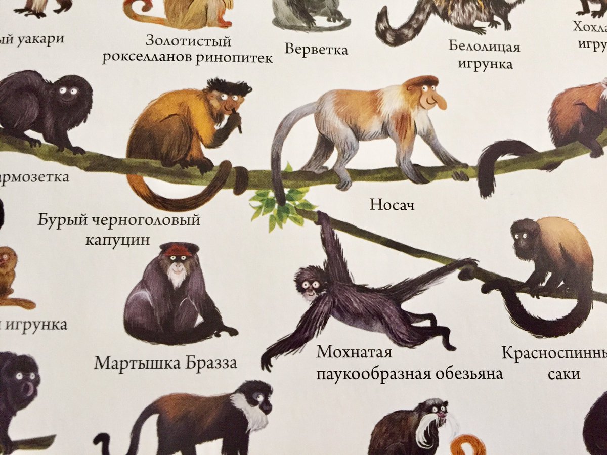 ロシアの絵本 カランダーシ בטוויטר ロシア絵本 動物図鑑1000 海 陸 空の生き物たちが大集合 ちゃんとした図鑑ですが 生き物たちの視線で遊んでる面白図鑑でもあります T Co Nsdf4mu6fk ロシア 動物 図鑑