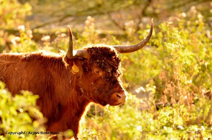 Herfst sferen in de Broekpolder. Zaadverspreiding klissen in volle gang. <a href="/FREE_Nature/">FREE Nature</a> <a href="/BroekpolderVld/">Broekpolder</a> <a href="/VolgVlaardingen/">volgvlaardingen</a>