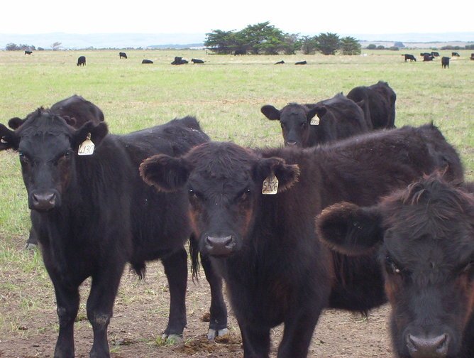 ConversationEDU's tweet photo. We need a more open discussion about how we eat meat and how it’s produced. https://t.co/G7eMyCU6wD https://t.co/BibNkyNi4I
