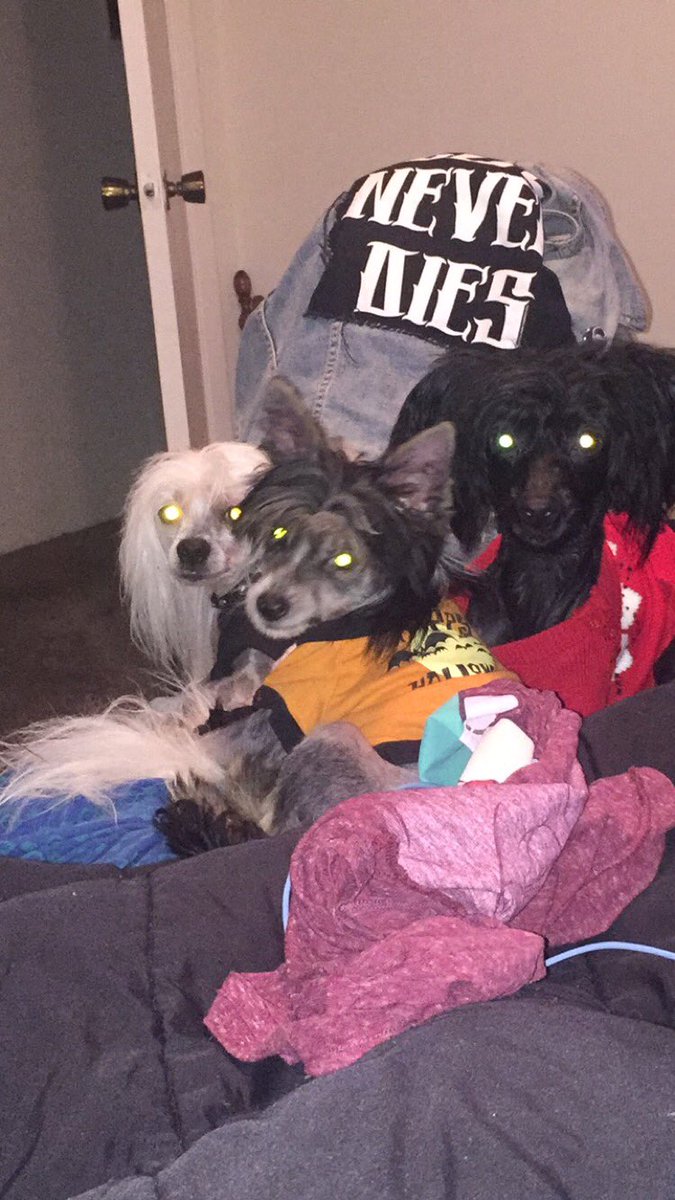 SOJeckyllSOHyde's tweet photo. Why are my dogs so fucking cute. My beasties. #creatures #chinesecresteddogs #dogs #dogsoftwitter #GREMLiNS https://t.co/jbRJMmYV1U