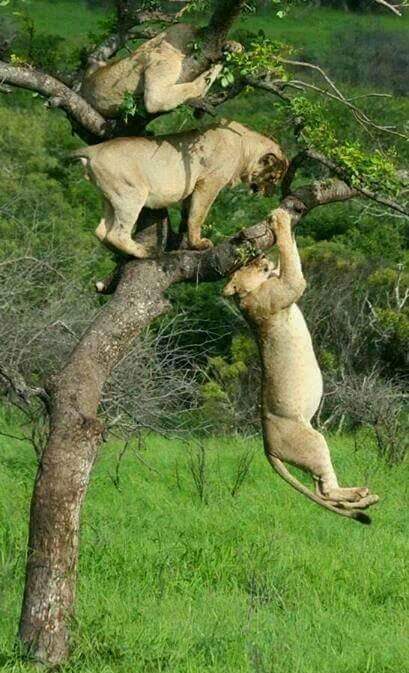 dazerac's tweet photo. @JMV6925 @She_Devil643 @Fifonka13 @soniacolpo @miumiuhoney @HusseinElgohar3 @PurbaSr @huskorkut @MarionSpekker https://t.co/sbvTTgvn1r