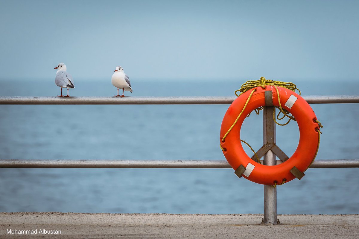 Malbustani 📷 محمد البستاني tweet media